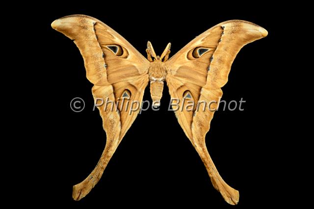 coscinocera hercules.JPG - Coscinocera hercules (Attacus omphale)Hercules Moth Lepidoptera, SaturniidaeIndonésie